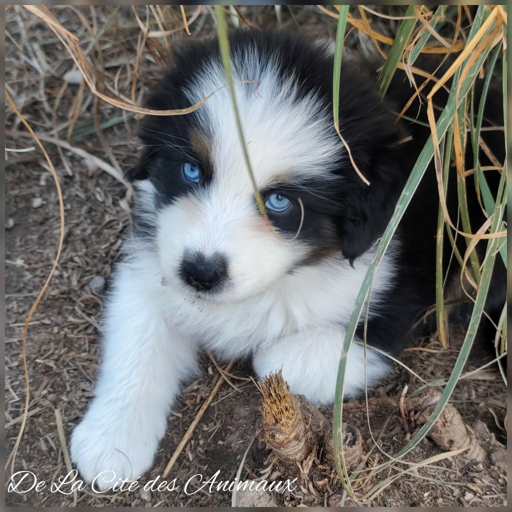 De La Cité Des Animaux - Chiots disponibles - Berger Australien