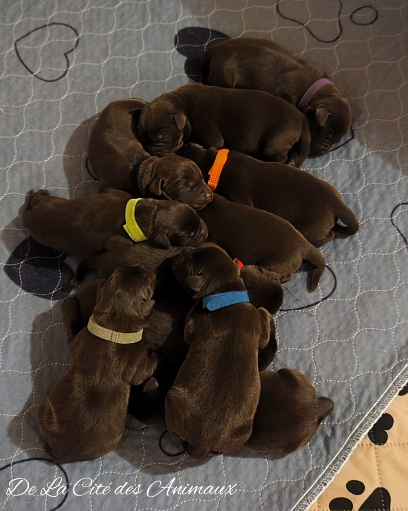 De La Cité Des Animaux - Chiots disponibles - Labrador Retriever