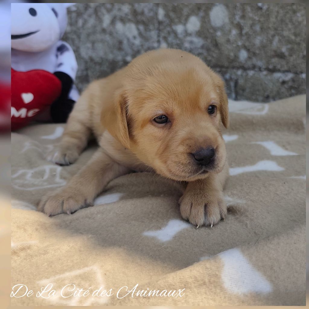De La Cité Des Animaux - Chiots disponibles - Labrador Retriever