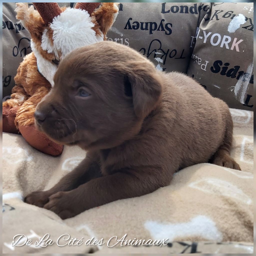 De La Cité Des Animaux - Chiots disponibles - Labrador Retriever