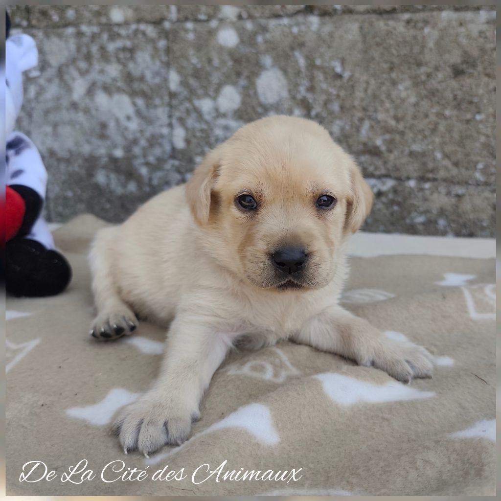 De La Cité Des Animaux - Chiots disponibles - Labrador Retriever
