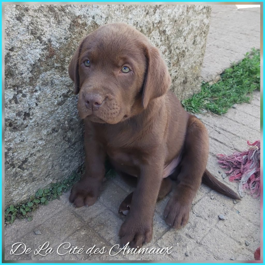 De La Cité Des Animaux - Chiots disponibles - Labrador Retriever