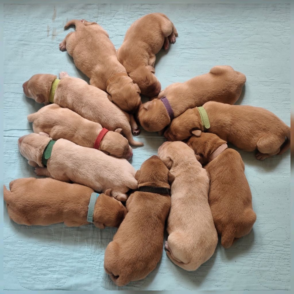 De La Cité Des Animaux - Chiots disponibles - Labrador Retriever