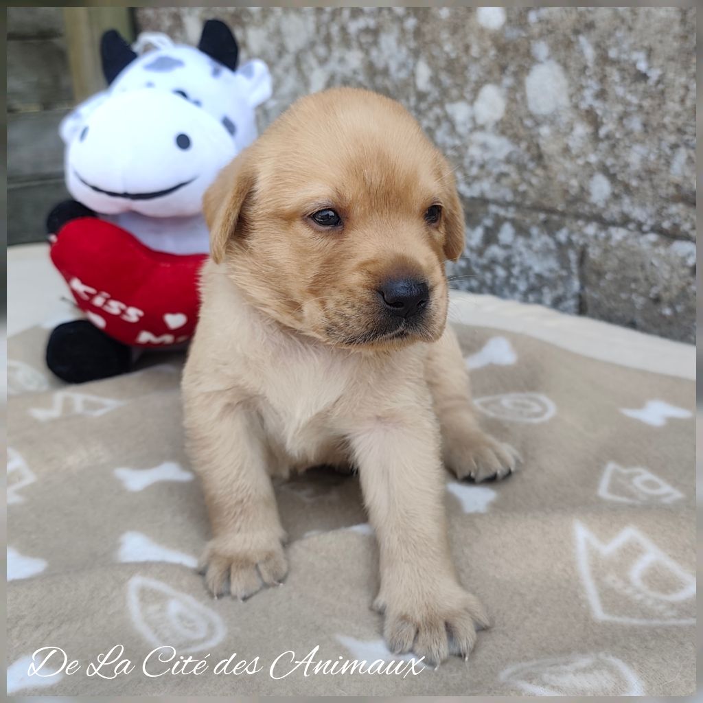 De La Cité Des Animaux - Chiots disponibles - Labrador Retriever