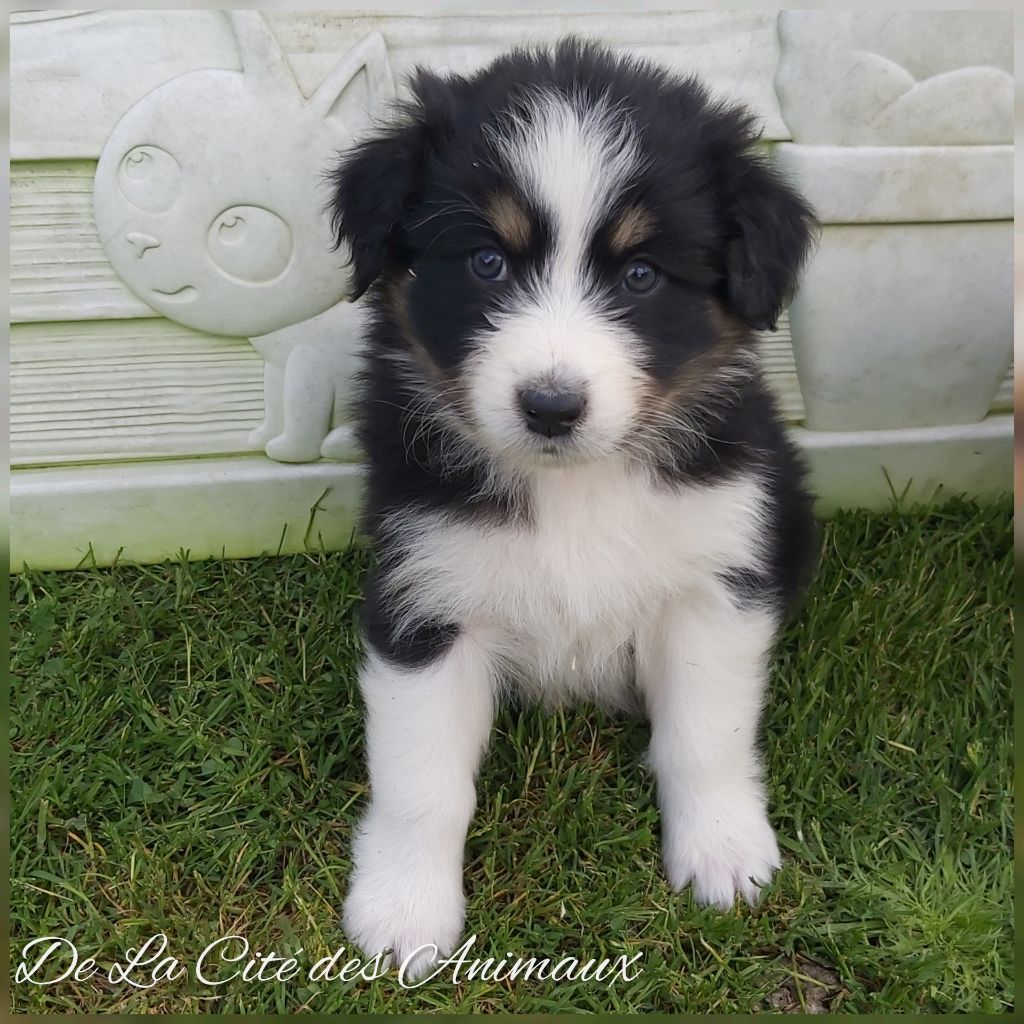 De La Cité Des Animaux - Chiots disponibles - Berger Australien