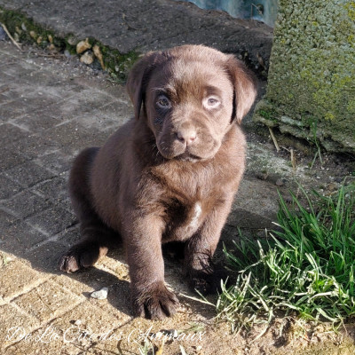Arlette De La Cité des Animaux