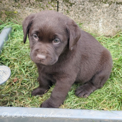 Aldo De La Cité des Animaux / Collier Vert