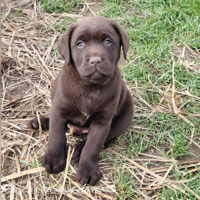 Alf De La Cité des Animaux