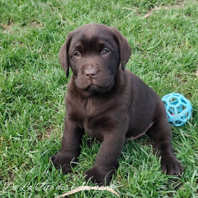 Arnold De La Cité des Animaux / Sans Collier