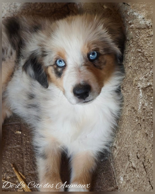 Bellatrix De La Cité des Animaux
