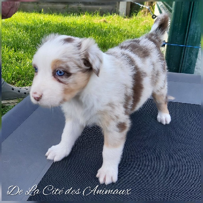 Ava De La Cité des Animaux