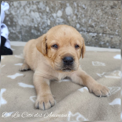 CHIOT / Collier Marron