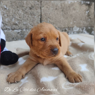 CHIOT / Collier Rose