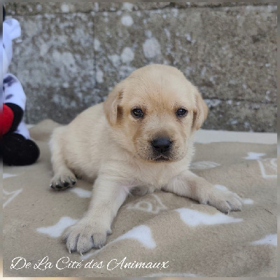 CHIOT / Collier Jaune