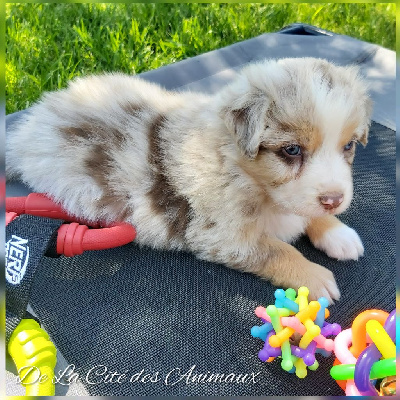Az De La Cité des Animaux