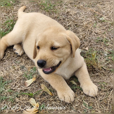 Adorable Nala De La Cité des Animaux