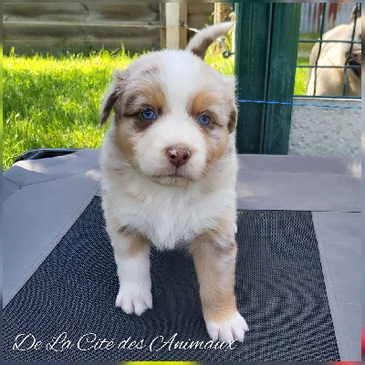 Aïka De La Cité des Animaux