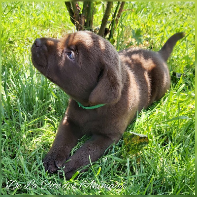Arko De La Cité des Animaux