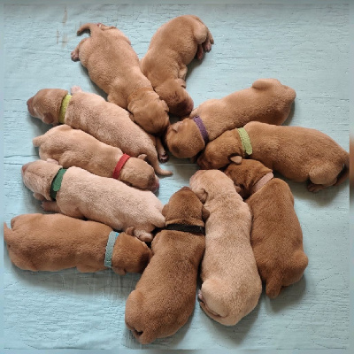 CHIOT / Collier Vert