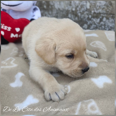 CHIOT / Collier Vert