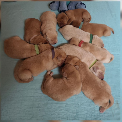 CHIOT / Collier Marron