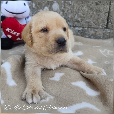 CHIOT / Sans Collier