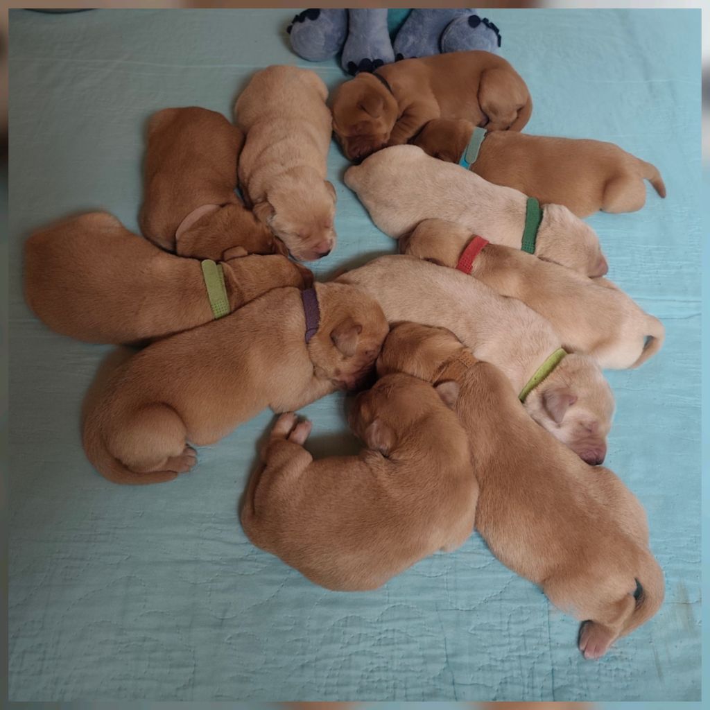 De La Cité Des Animaux - Chiots disponibles - Labrador Retriever