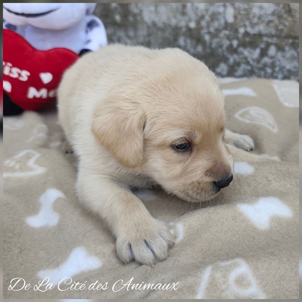 De La Cité Des Animaux - Chiots disponibles - Labrador Retriever