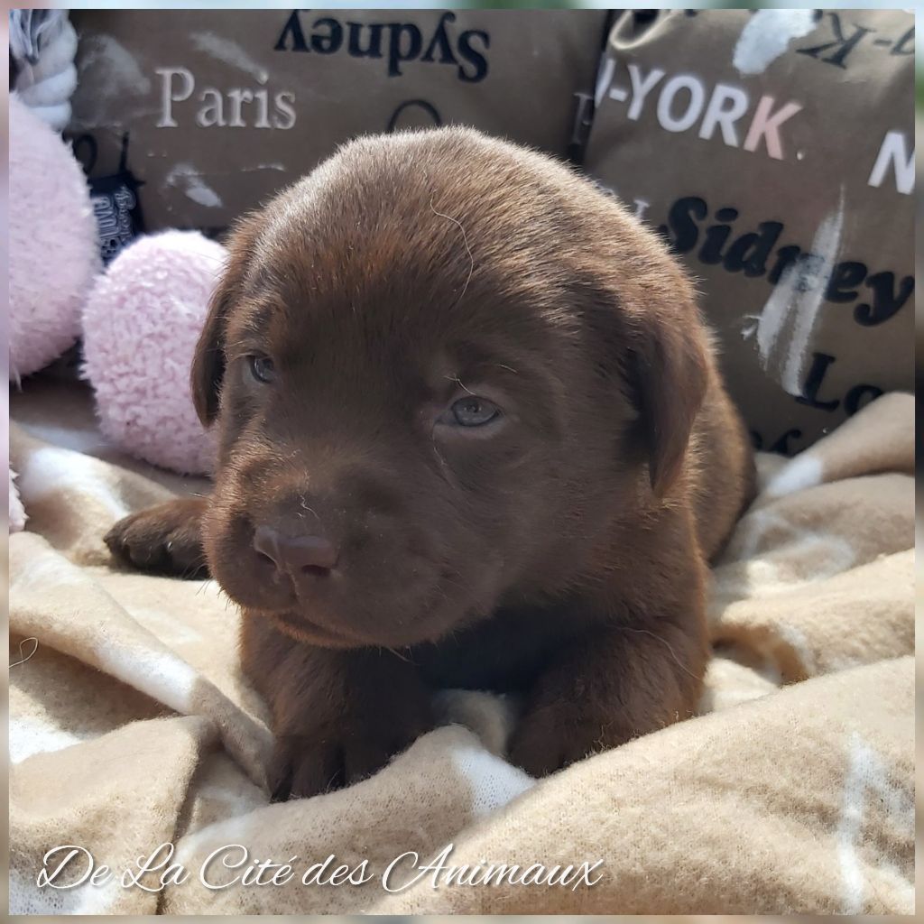De La Cité Des Animaux - Chiots disponibles - Labrador Retriever