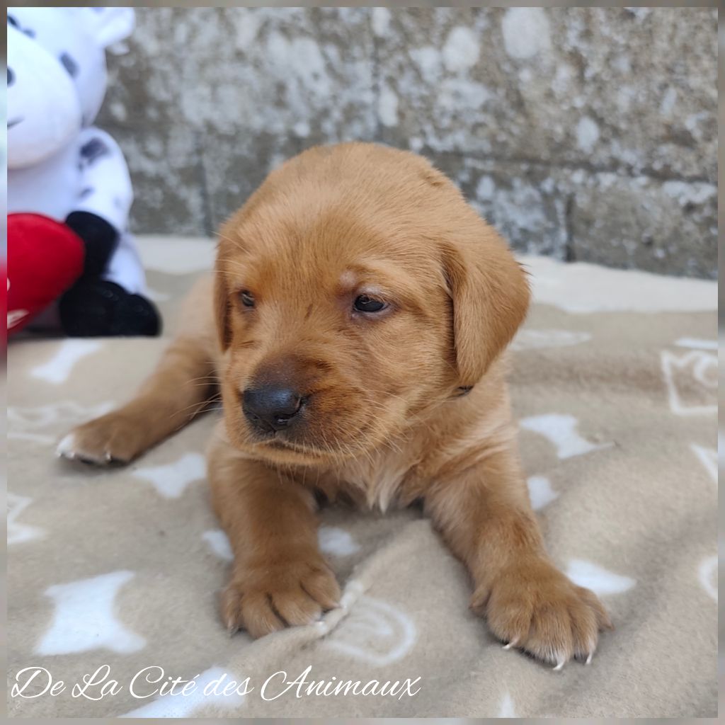 De La Cité Des Animaux - Chiots disponibles - Labrador Retriever