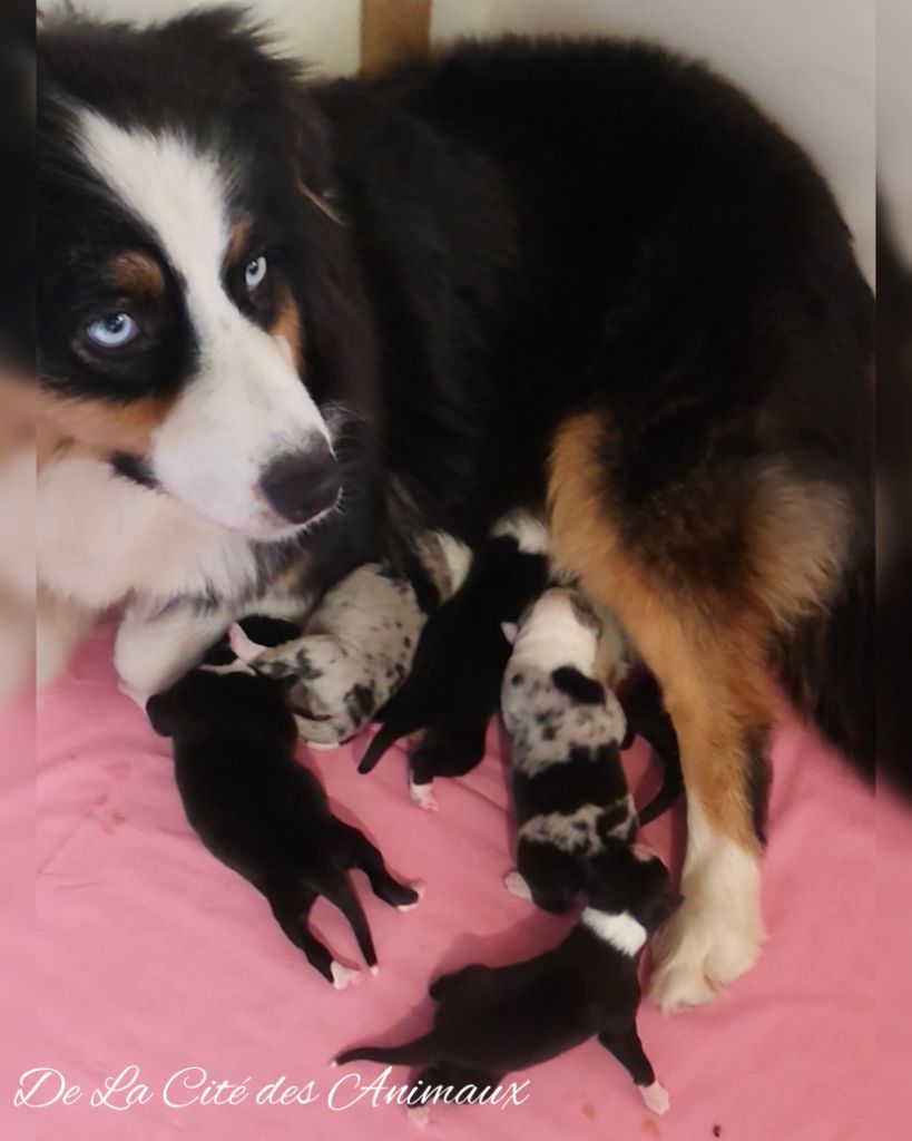 Chiot Berger Australien De La Cité Des Animaux
