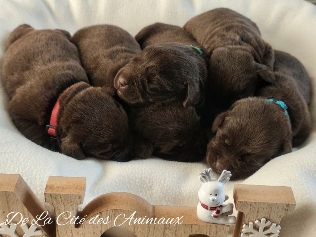 De La Cité Des Animaux - Chiots disponibles - Labrador Retriever