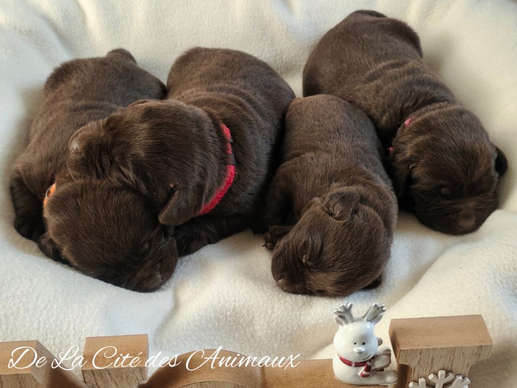 De La Cité Des Animaux - Chiots disponibles - Labrador Retriever