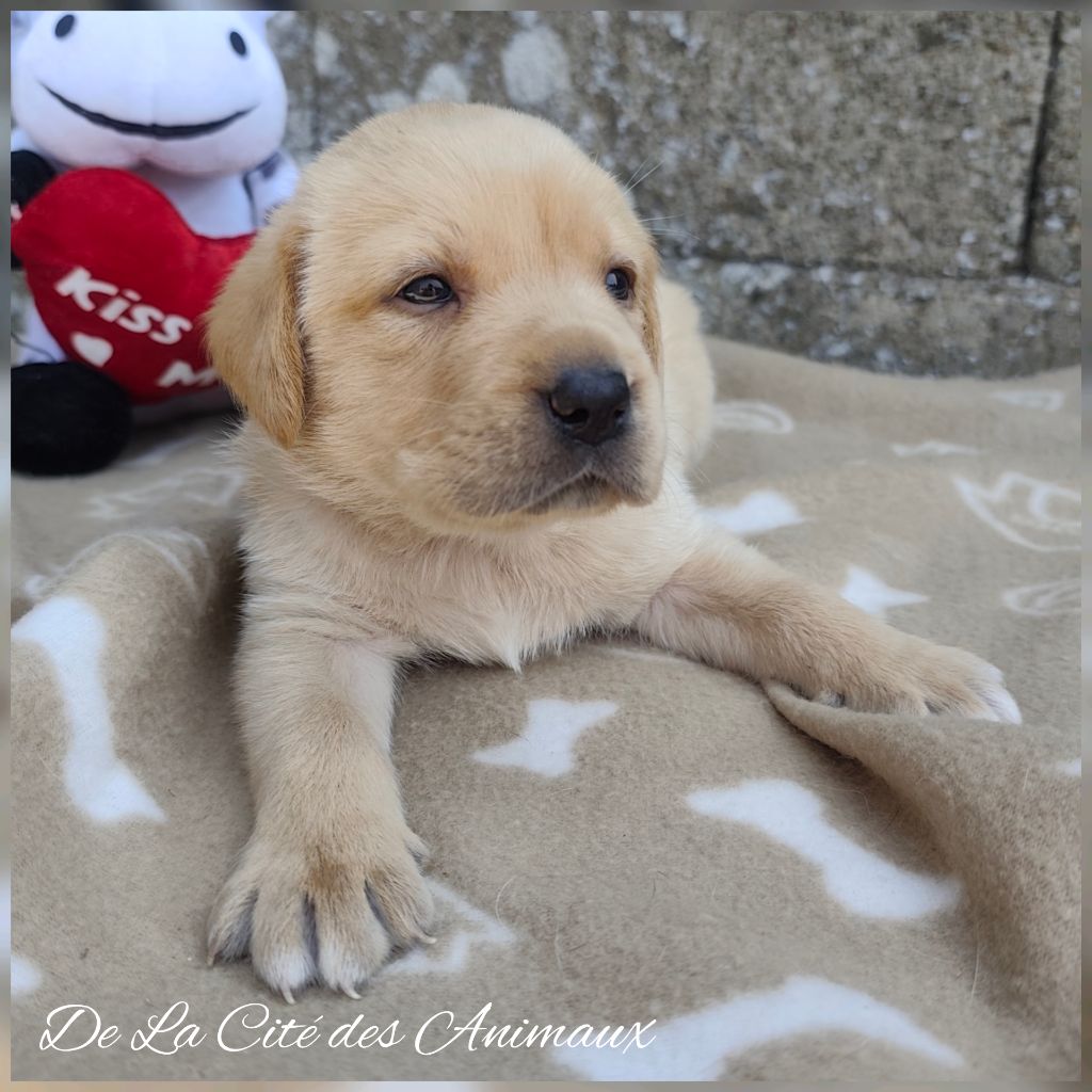 De La Cité Des Animaux - Chiots disponibles - Labrador Retriever
