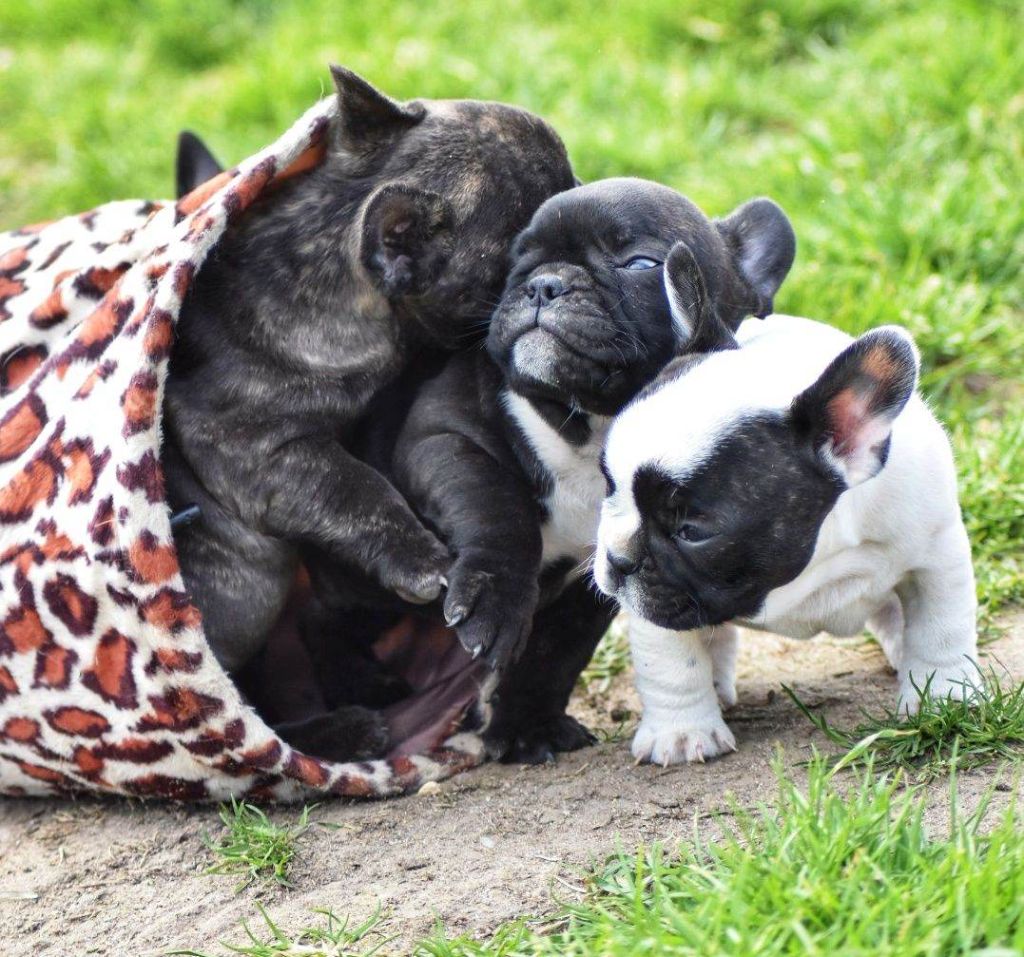 Sitemapcdatahttpsgutecellcare1commanteau Bouledogue Francaisnull